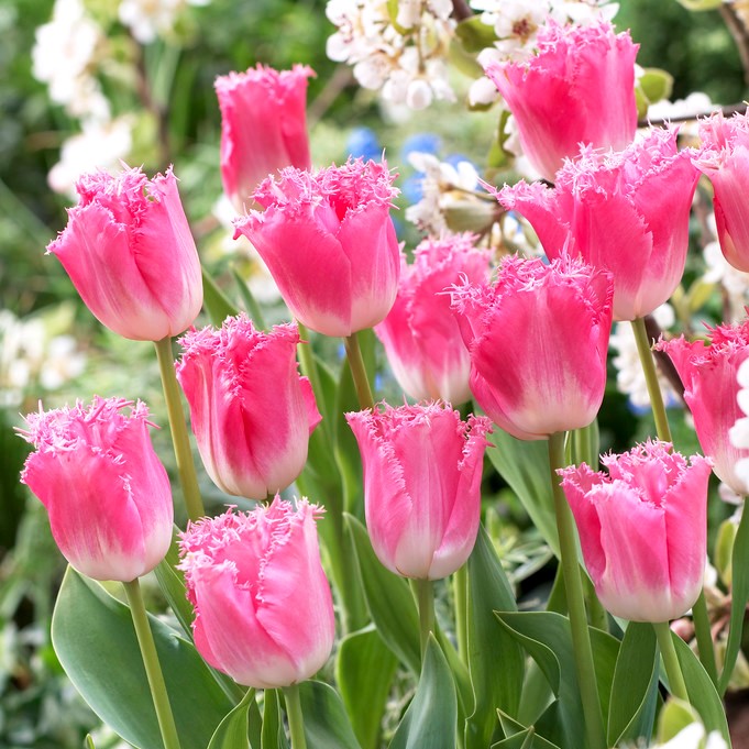 Tulipa Fancy Frills - pacote de 5 peças – Garden Seeds Market