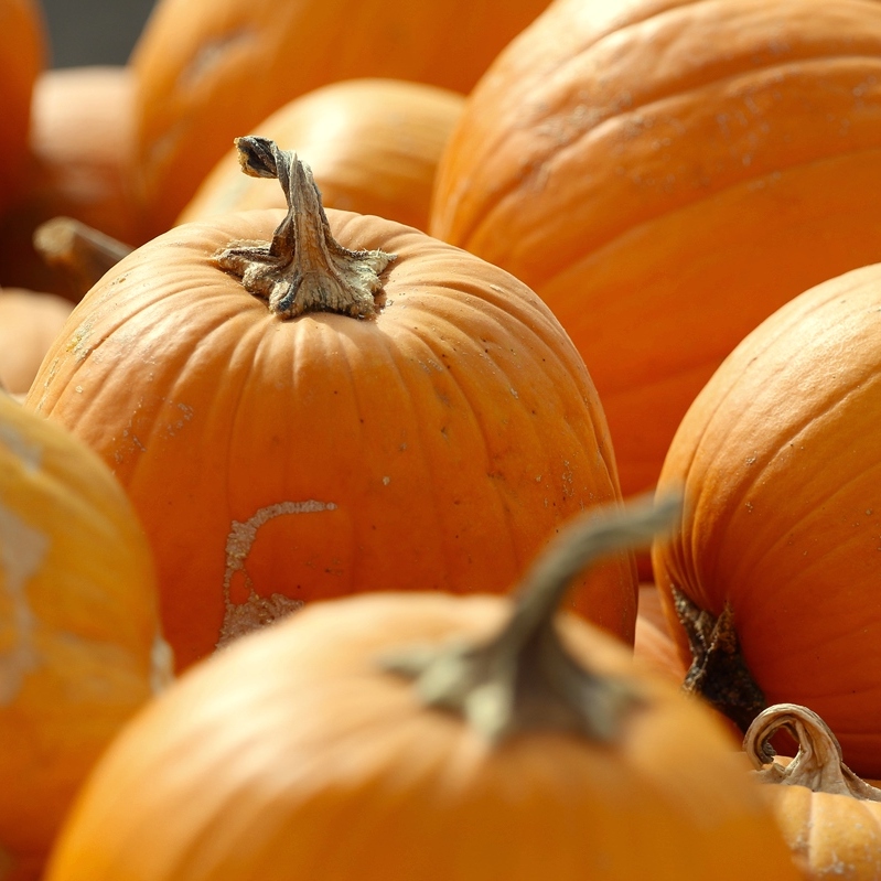 Хэллоуин в канаде тыквы примеры. Тыква внутри. Тыква нельсон f1. Тыква кукурбита. Тыква к хэллоуину.