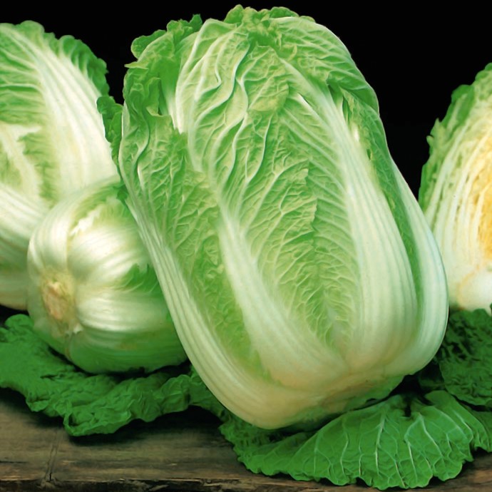 500 FRESH CHINESE CABBAGE SEEDS
