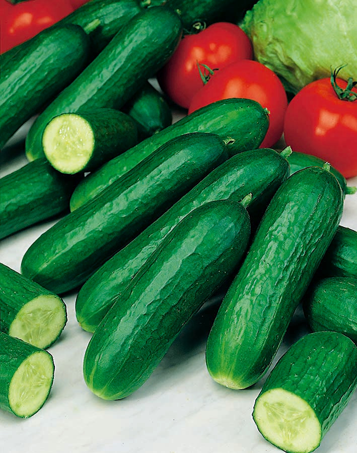 Greenhouse Cucumber seeds Cucumis sativus 18 seeds Garden Seeds