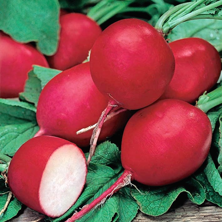Radish /"Saxa 2/" round 300 seeds COATED SEEDS red roots