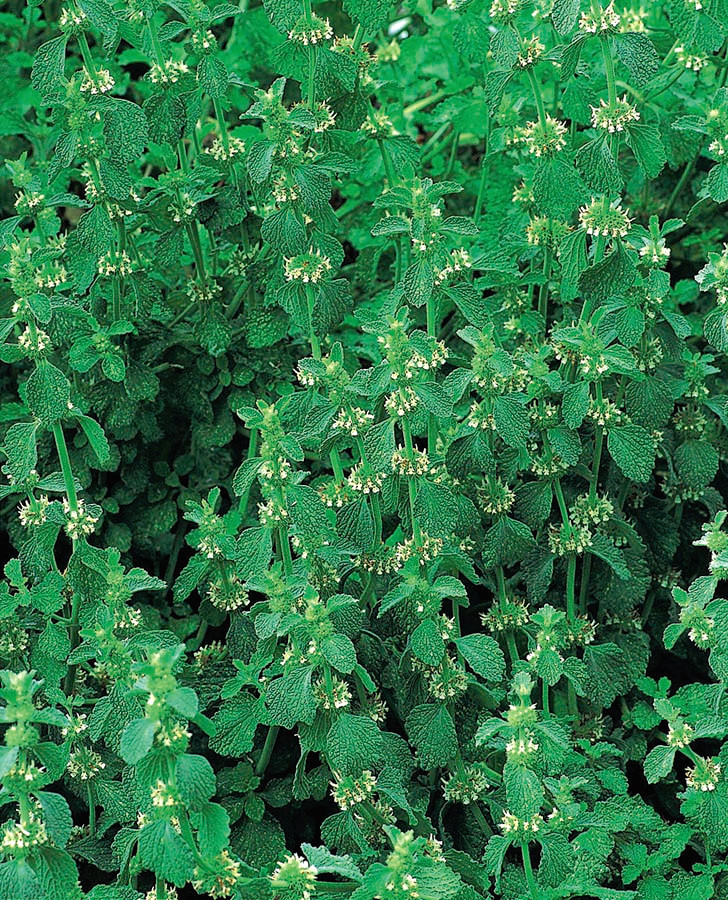 1000 Graines de Bourrache officinale Borago officinalis Seeds