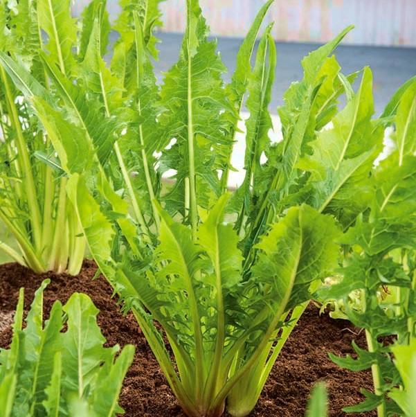 seeds Endive /"Catalogna Puntarelle di Gaeta/" high nutritional value
