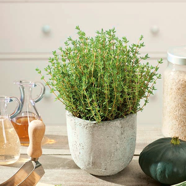 Home Garden - timian "Sun" - til indendørs og balkon dyrkning - Thymus vulgaris frø – Garden Market | Gratis fragt