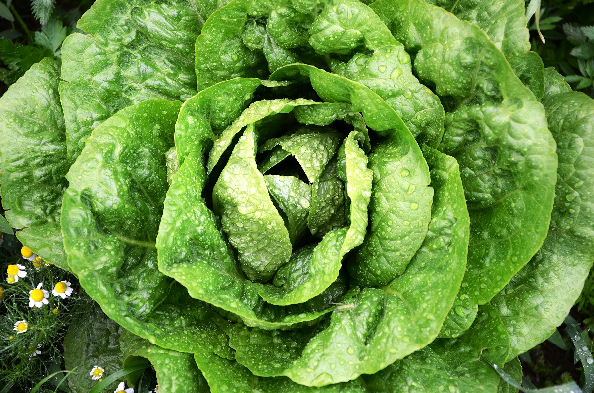 Winter butterhead lettuce "Humil" 900 seeds Garden Seeds Market Free shipping