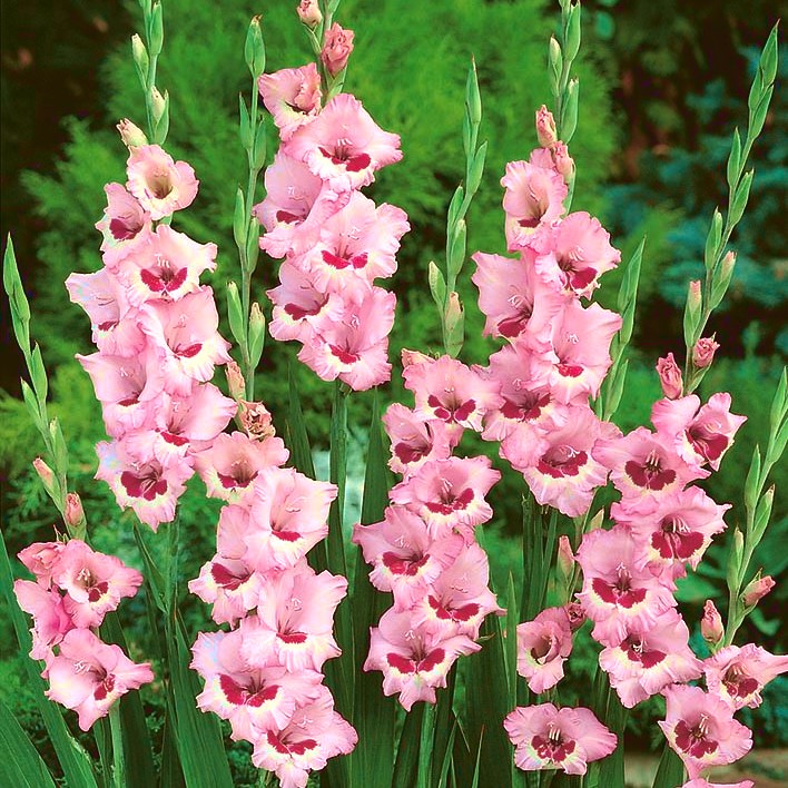 Gladiolus Wine & Roses 5 bulbs Garden Seeds Market Free shipping