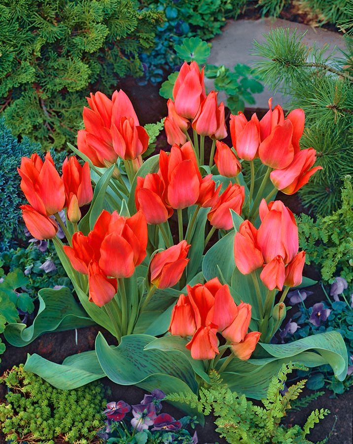 Tulipa Toronto Tulip Toronto 5 bulbs Garden Seeds Market Free