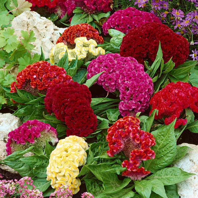 Cockscomb混合種子 Celosia argentea cristata nana 600種子 シーズ – Garden Seeds  Market 送料無料