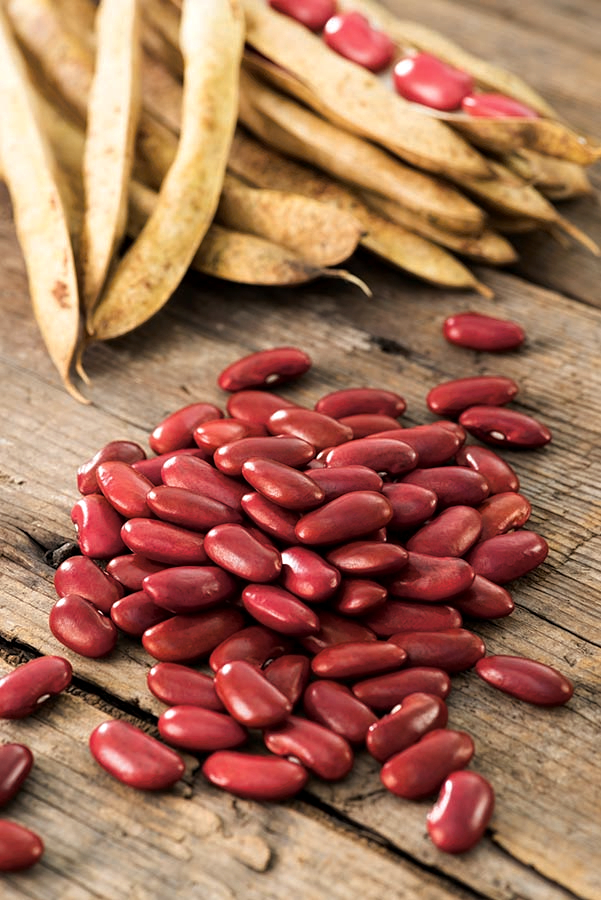 Dwarf Kidney Bean seeds Phaseolus vulgaris Garden Seeds Market