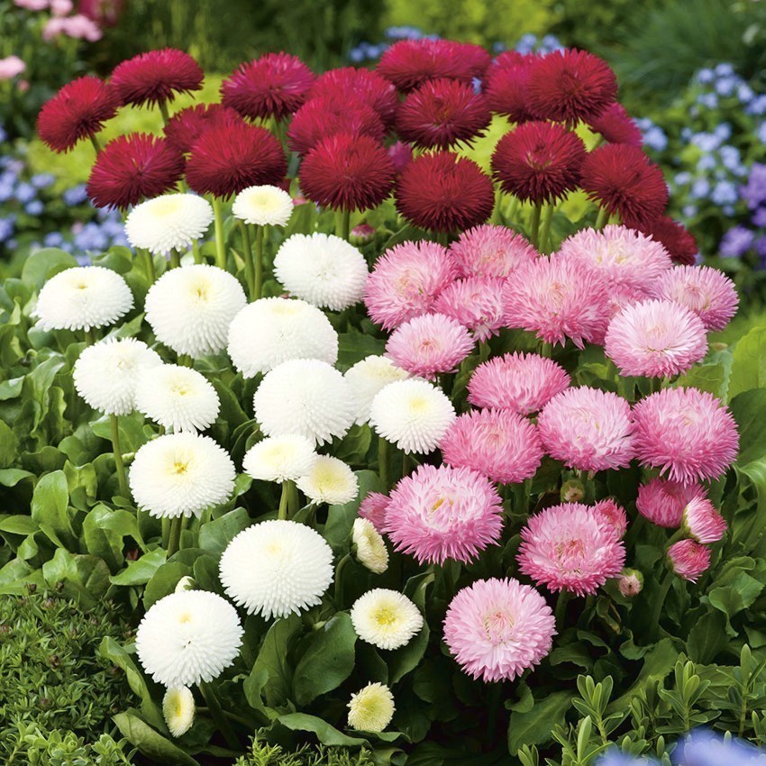 Клумбовые растения фото и названия