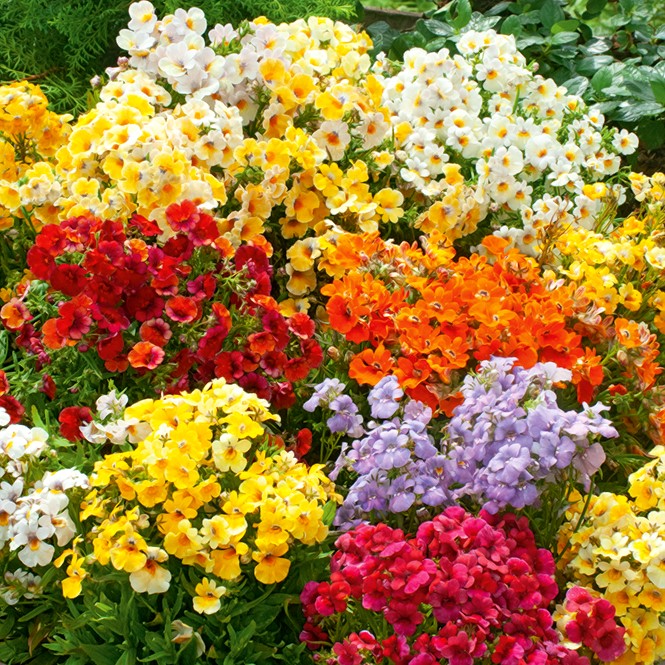 Sjeme nemesia 'Carnival Mix' - Nemesia strumosa - 1350 sjemenki - Nemezis  strumosa - sjemenke – Garden Seeds Market | Besplatna dostava