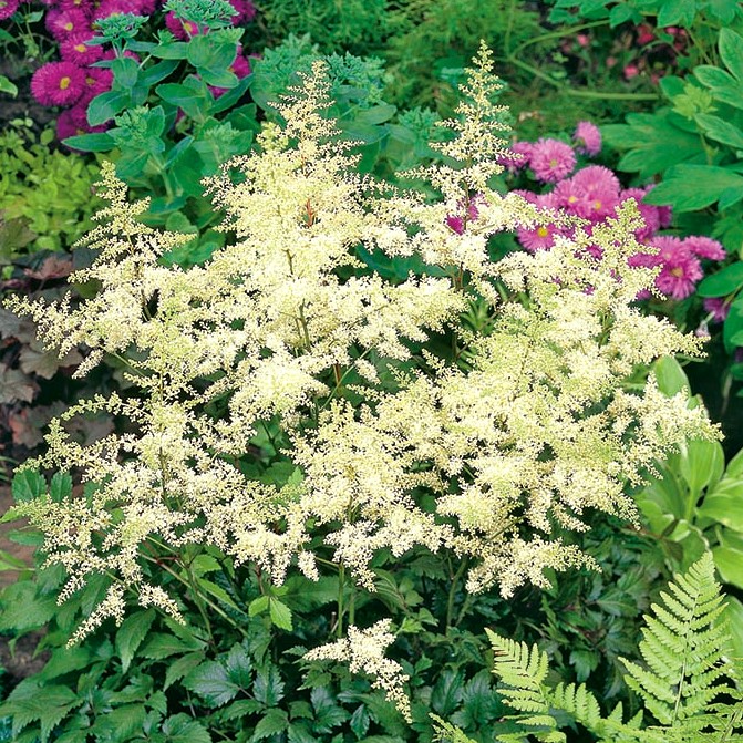 100 Astilbe Seeds Bunter Seeds Garden Starts