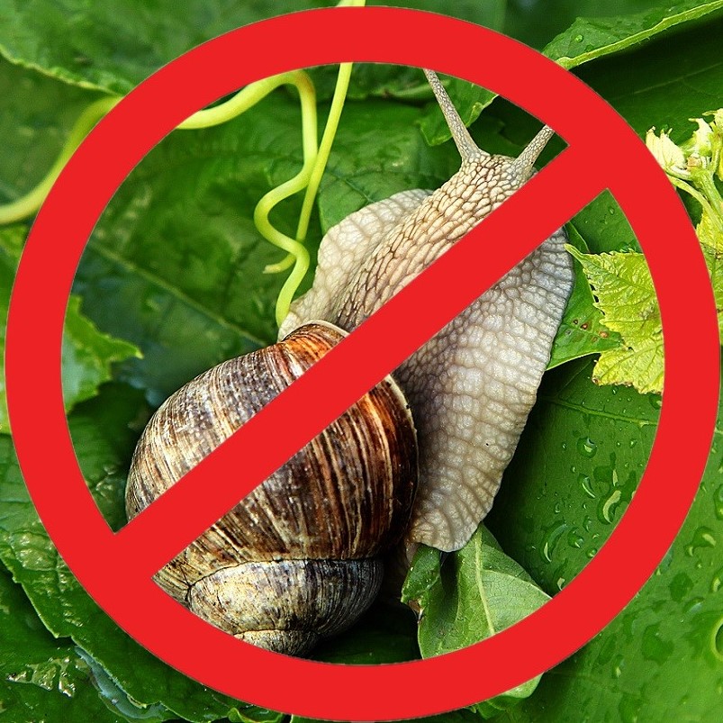 Le mélange anti escargots et limaces - RUBAN DE GRAINES – Garden Seeds  Market | Livraison gratuite