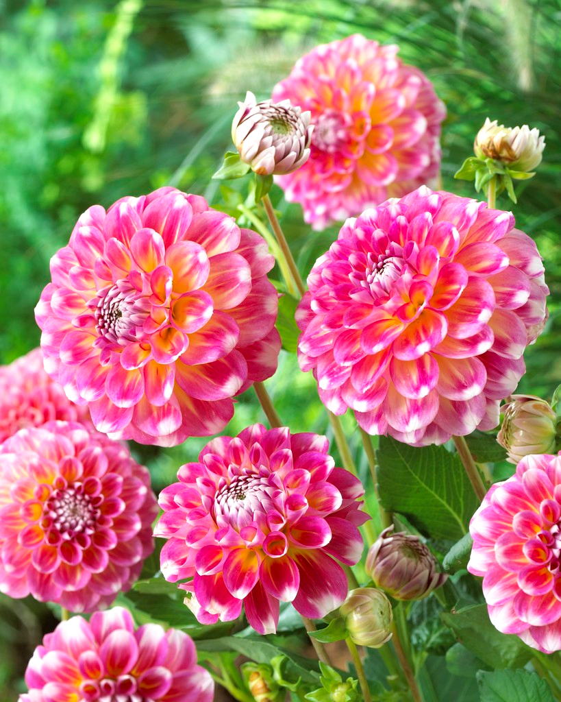 Dahlia Hawaii Garden Seeds Market Free shipping