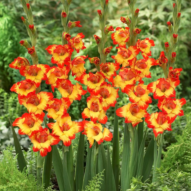 Gladiolo Vesuvio Gladiolus Vesuvio 5 bulbos 5