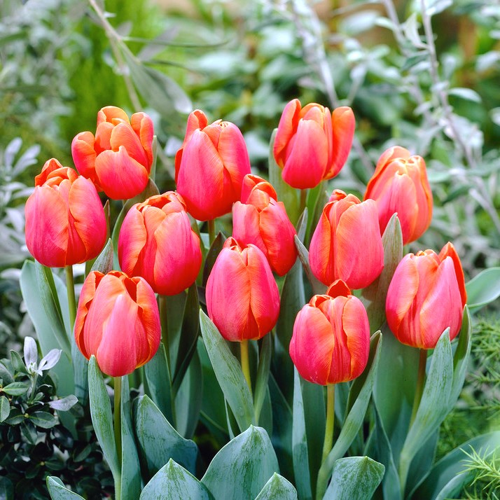 &quot;Jimmy&quot; tulipán - 5 izzók - – Garden Seeds Market | Ingyenes  szállítás
