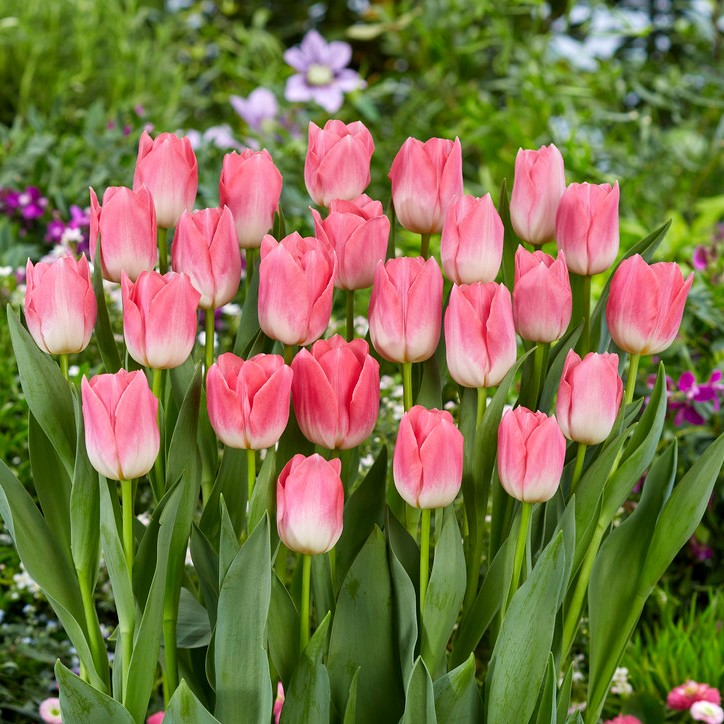 Couronne de Fleurs Printanières Tulipe et Lavande de 50 cm