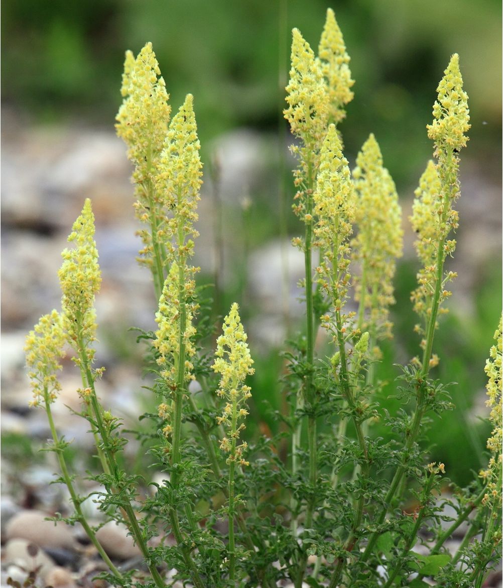 Sweet Scented seeds Reseda odorata 1600 Sweet Scented seeds Reseda odorata 1600