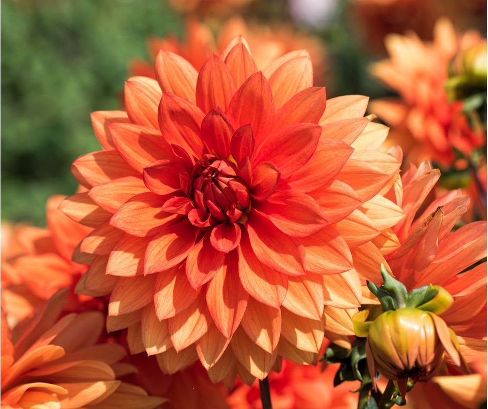 Dwarf Dahlia Double mixed seeds Dahlia pinnata fl.pl. 60 seeds