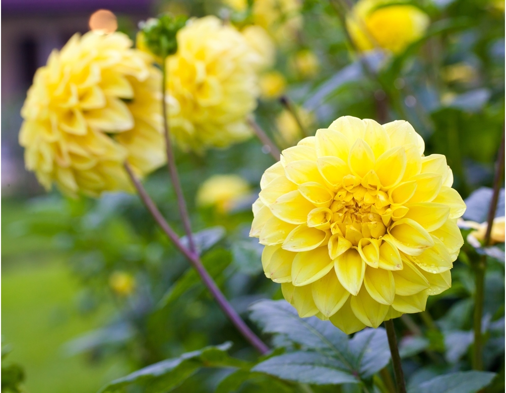 Dwarf Dahlia Double mixed seeds Dahlia pinnata fl.pl. 60 seeds