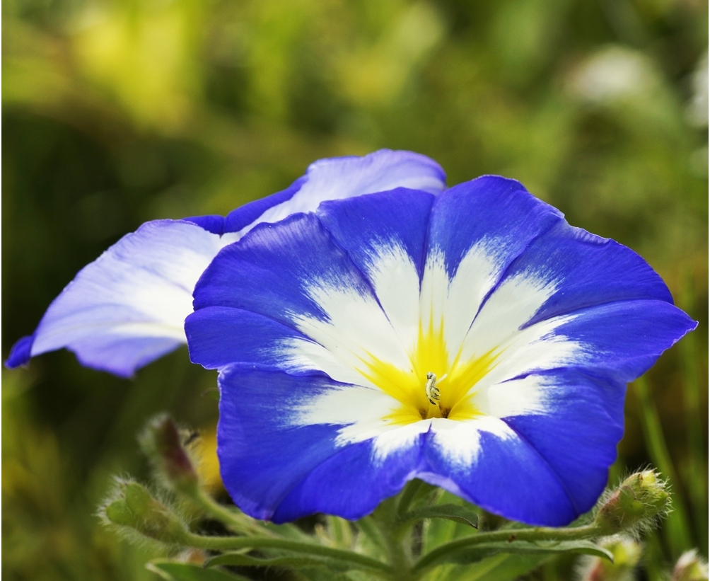 Morning Glory Red Ensign seeds Convolvulus Tricolor 200 seeds