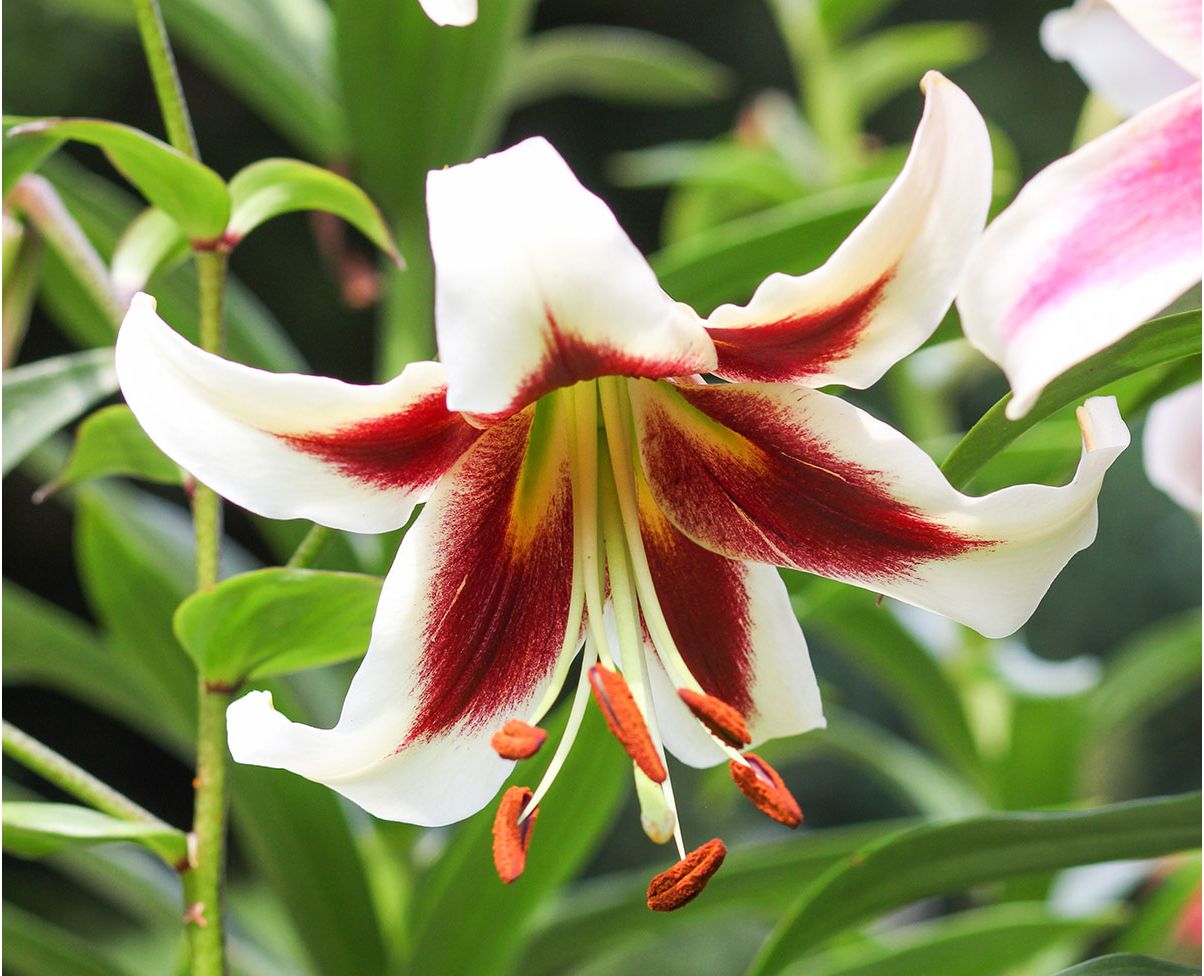 Tree Lily Lilium Beverly Dreams bulb/tuber/root Garden Seeds Market