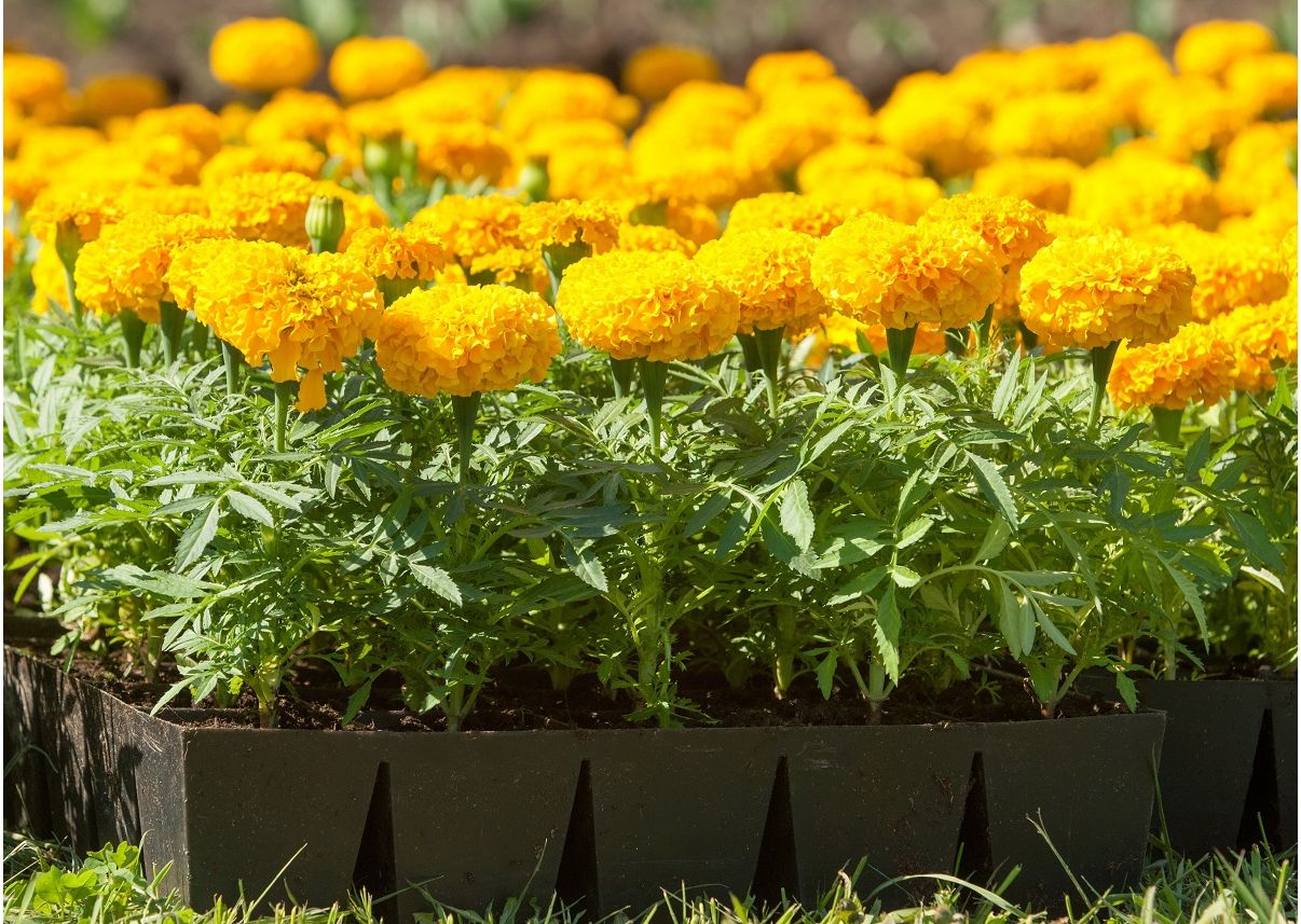 Mexican marigold scentless variety mix 300 seeds Garden Seeds