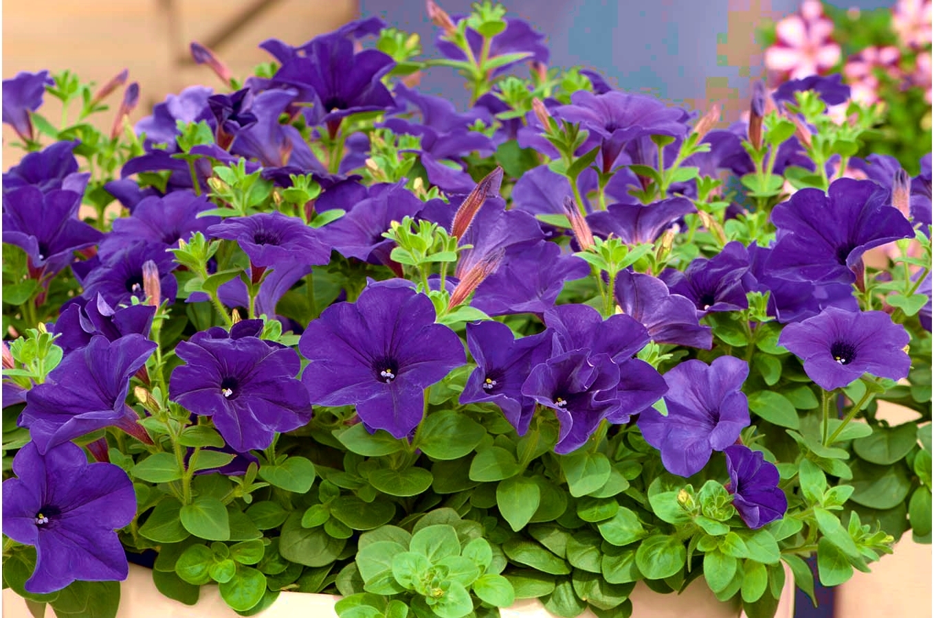 Pink Petunia 80 seeds Petunia x hybrida fimbriata