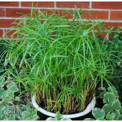 Осінній осока, парасолька насіння папірусу - Cyperus alternifolius - 160 насіння