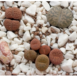 Живі камені, Насіння галькового заводу - Lithops sp. - 20 насінин - насіння