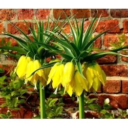 Crown imperial – yellow;  imperial fritillary, Kaiser's crown