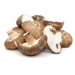 Shiitake - jamur umur panjang; jamur gigi pohon ek, jamur hutan hitam, jamur hitam, jamur emas oak, jamur kayu ek - 20 colokan miselium- Lentinula edodes