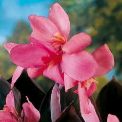 Canna Shining Pink - květinové cibulky / hlíza / kořen