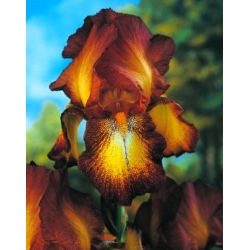 Iris germanica Бронза - цибулина / бульба / корінь