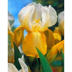 Iris germanica Alb și galben - bulb / tuber / rădăcină