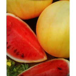 Miešané semená melónu - Citrullus lanatus - 25 semien