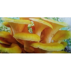 황금 굴 버섯 - Pleurotus citrinopileatus