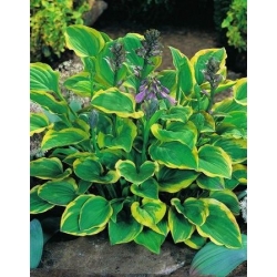Hosta, Plantain Lily Golden Tiara - bebawang / umbi / akar