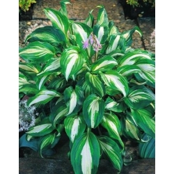 Hosta, Plantain Lily Mediovariegata - cibule / hlíza / kořen