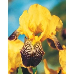 Iris Germanica Tím và Vàng - củ / củ / rễ