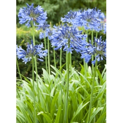 Agapanthus, Lily of the Nile Blue