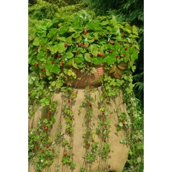 Wild Strawberry Attila seeds - Fragaria vesca - 330 seeds