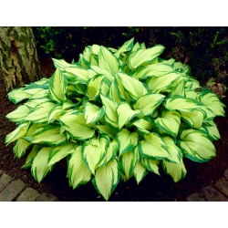 Hosta, Plantain Lily Albopicta - cibule / hlíza / kořen