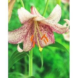 Hoa loa kèn hoa lớn Lankon - 1 chiếc - Lilium Longiflorum Lankon