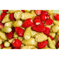 Wild Strawberry Yellow Semințe de minune - Fragaria vesca - 320 de semințe