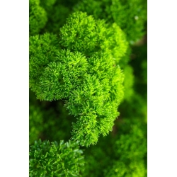 Persille - Moss Curled 2 - 1200 frø - Petroselinum crispum