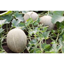 Melone Malaga F1 Samen - Cucumis melo - 26 Samen