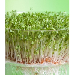 Semena řeřichy (Klíčky) - 4500 semen - Lepidium sativum
