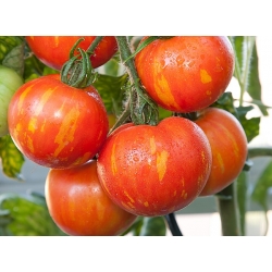 دانه های گوجه فرنگی Tigerella - Lycopersicon esculentum - 80 دانه - Lycopersicon esculentum Mill 