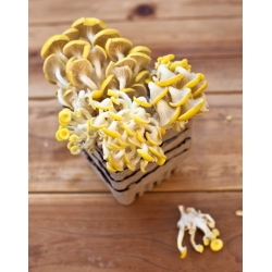 Golden oyster mushroom for home and garden cultivation - 1 kg